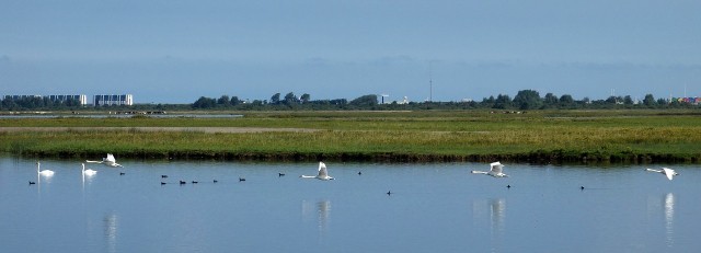 Lauwersmeer.jpg